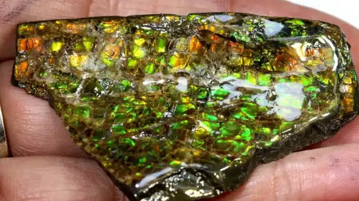 94.50-CTS AMMOLITE SPECIMEN RG-2851